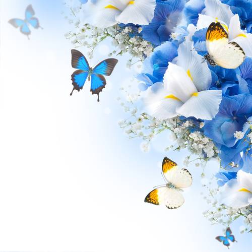 Цветы и бабочки, гортензии и  ирисы #126866750