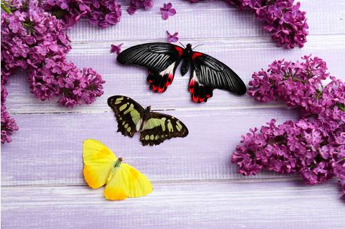 Красивые бабочки и сирень #191502119