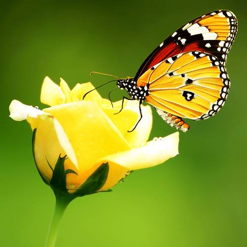 Бабочка монарх на желтой розе #186184415