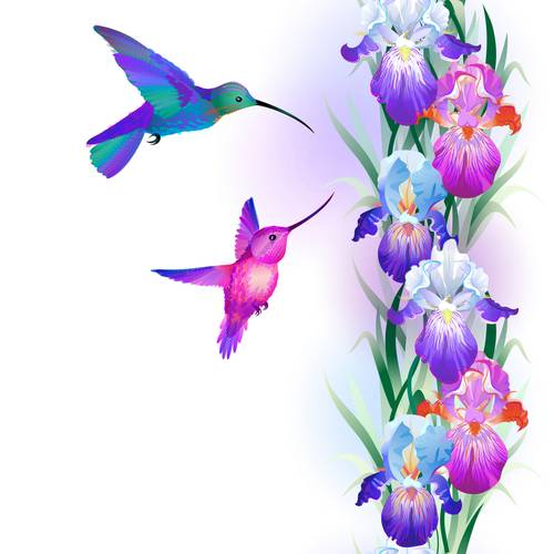 Иллюстрация с цветами ириса и колибри #169808204