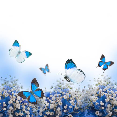 Голубые гортензии и бабочки #137409875