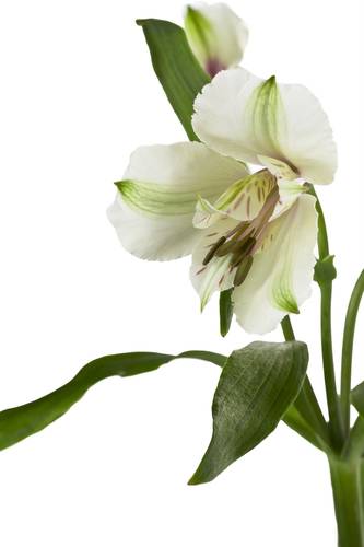 Белые лилии, вид сбоку, крупным планом #124793284