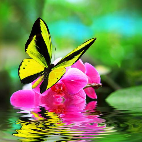 Бабочка на орхидее #135651371