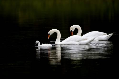 shutterstock_49284325