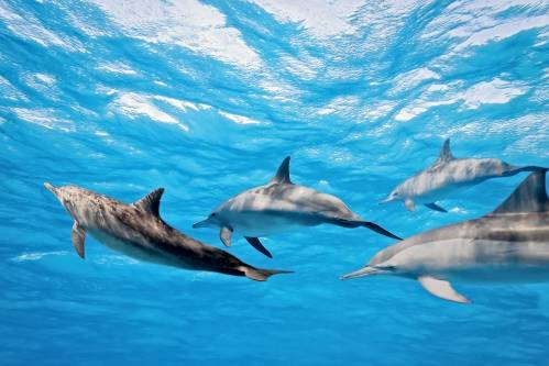 shutterstock_53199907
