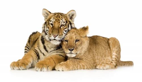 happycoupletigers