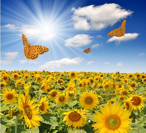 Солнце над полем подсолнечников, бабочки #89907277