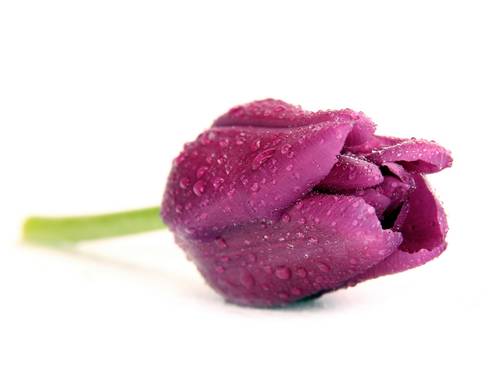 shutterstock_74420665