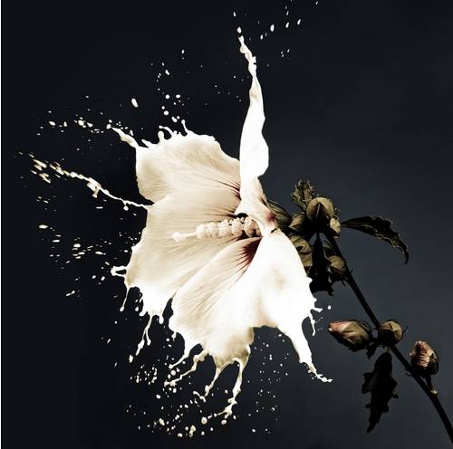 Белый цветок, всплеск молока #110748395