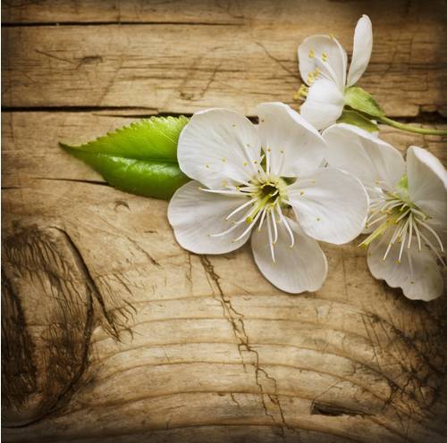 fotolia_31985435