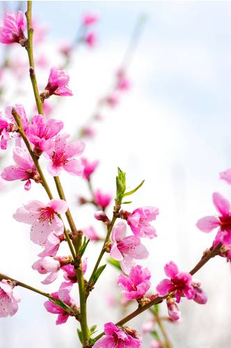 Ветка с розовыми цветками вишни #95868529