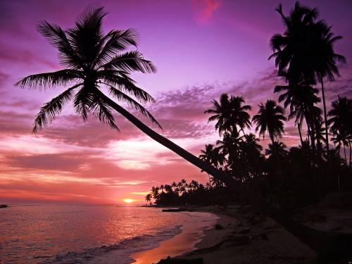 Море, пальмы, закат